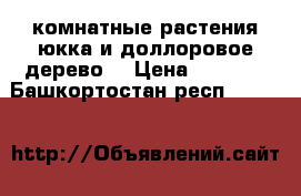 комнатные растения юкка и доллоровое дерево  › Цена ­ 3 000 - Башкортостан респ.  »    